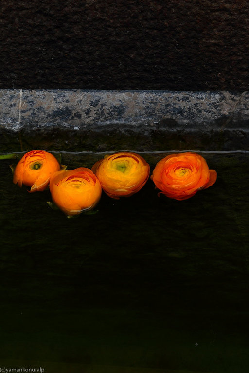 yaman konuralp photography zen garden zen flowers